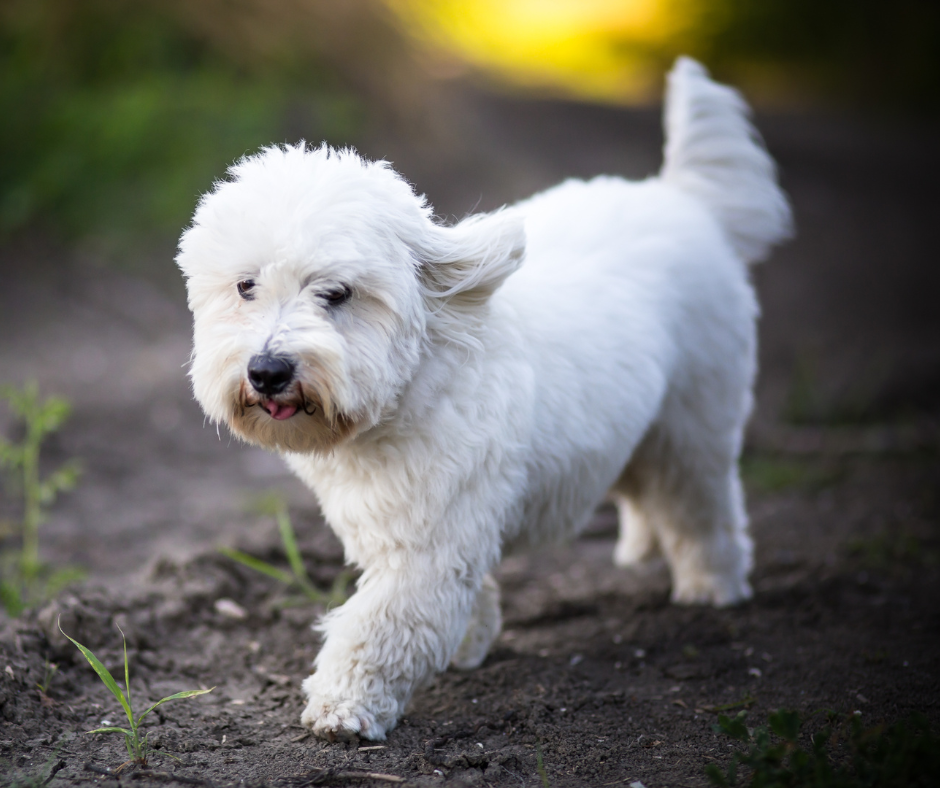 Den Ultimative Guide til Allergivenlige Hunde: Myter, Fakta og Anbefalinger