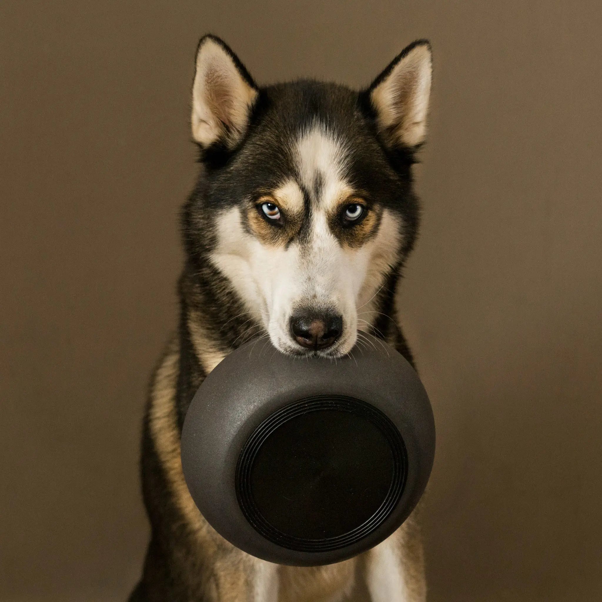 Vådfoder til hunde: Et lækkert og næringsrigt kostvalg