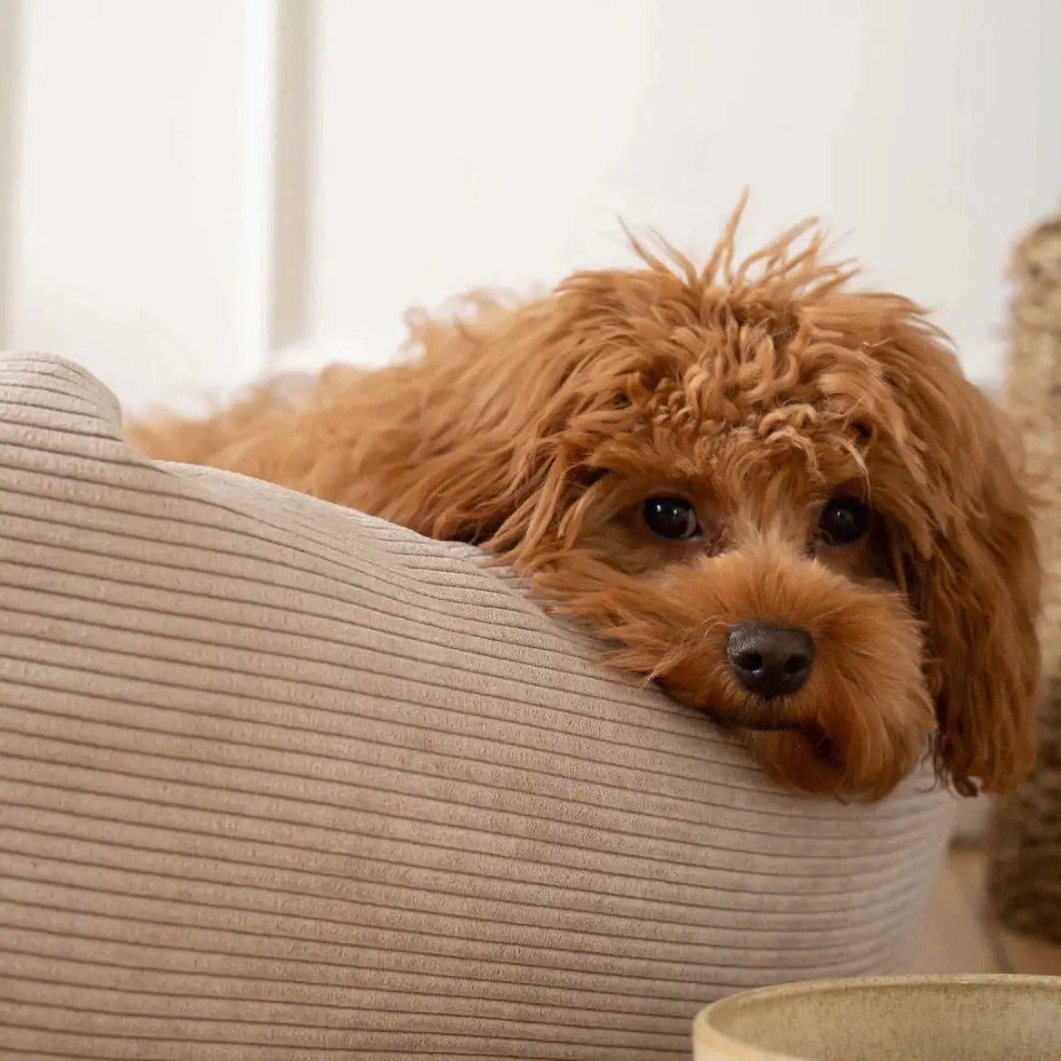 Tyggeben til hunde: En legeplads for din hunds tandhygiejne