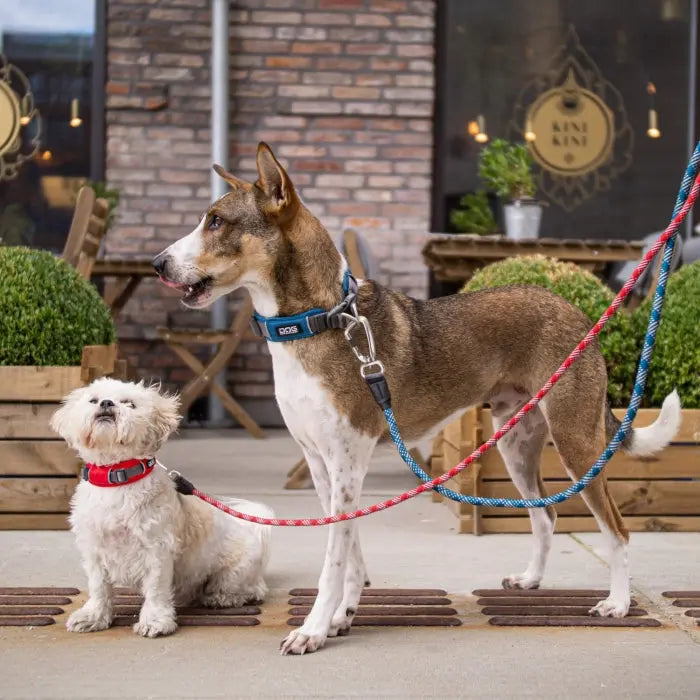 Trends inden for luksus hundehalsbånd