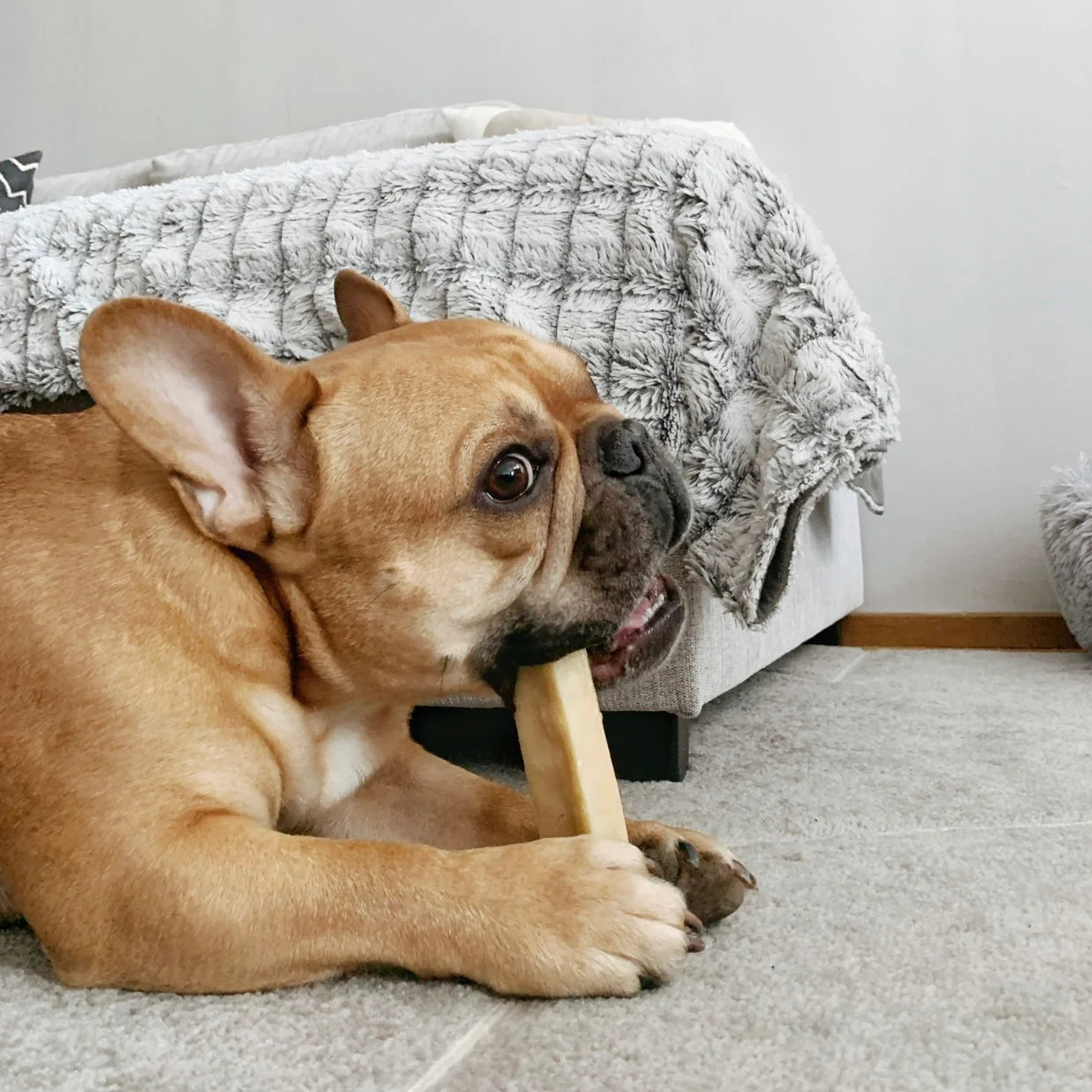 Hundegodbidder: Vælg de rigtige snacks til din hunds kost og sundhed