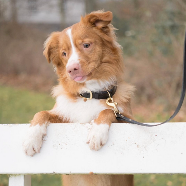 Staey Hundehalsbånd Læder - Sort