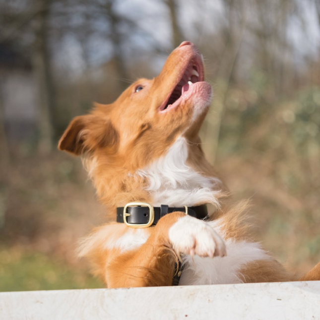 Staey Hundehalsbånd Læder - Sort