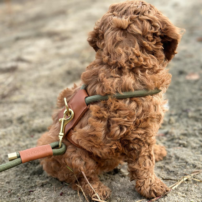 Bjorken Hundesele, Olive