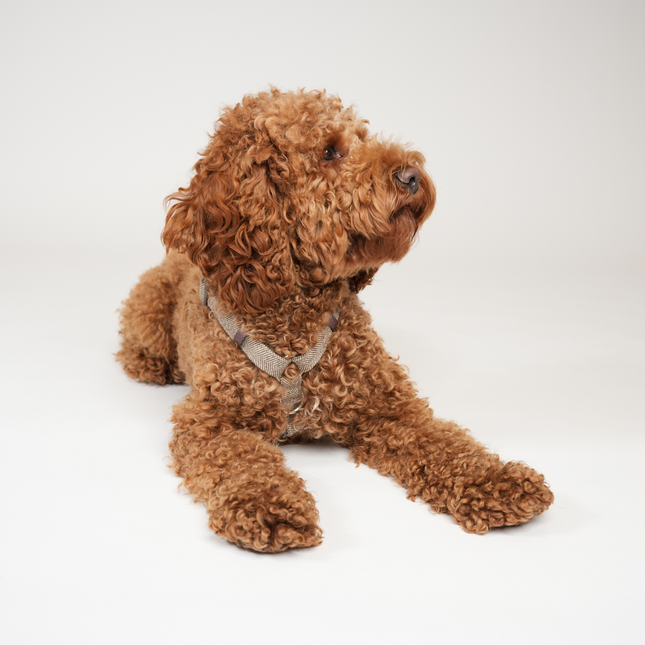 Staey - Tara H-Strap Hundesele, Mocca