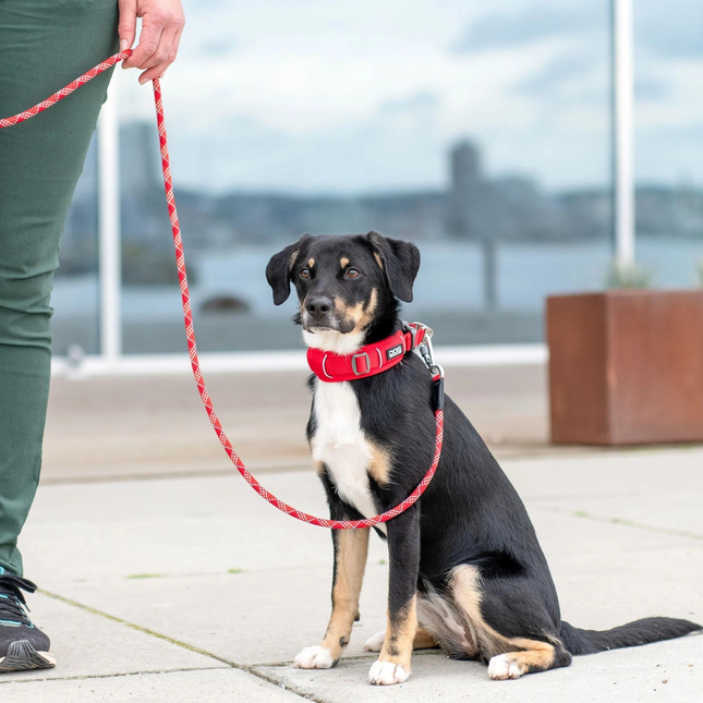 Dog Copenhagen Urban Explorer™ Halsbånd - Classic Red