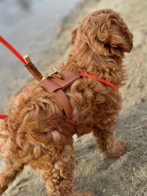 Bjorken Hundesele, Orange