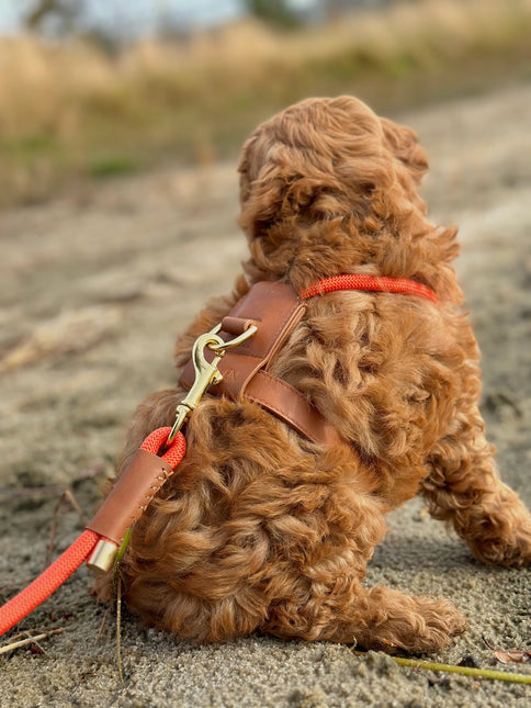 Bjorken Hundesele, Orange