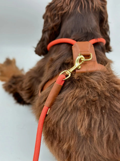 Bjorken Hundesele, Orange