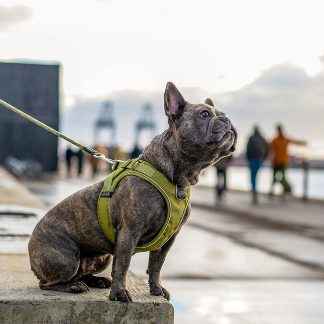 Dog Copenhagen Comfort Walk Go hundesele Hunting Green Dog Copenhagen