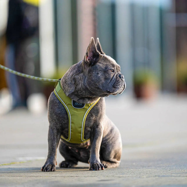 Dog Copenhagen Comfort Walk Go hundesele Ocean Blue Dog Copenhagen