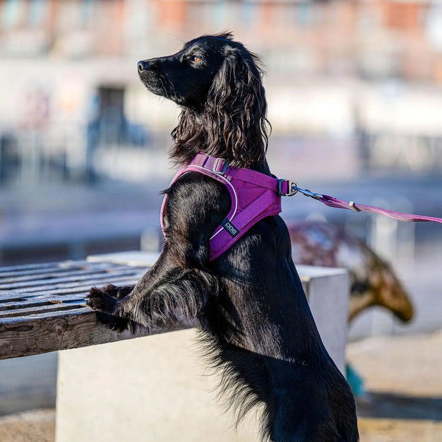 Dog Copenhagen Comfort Walk Go hundesele Purple Passion Dog Copenhagen