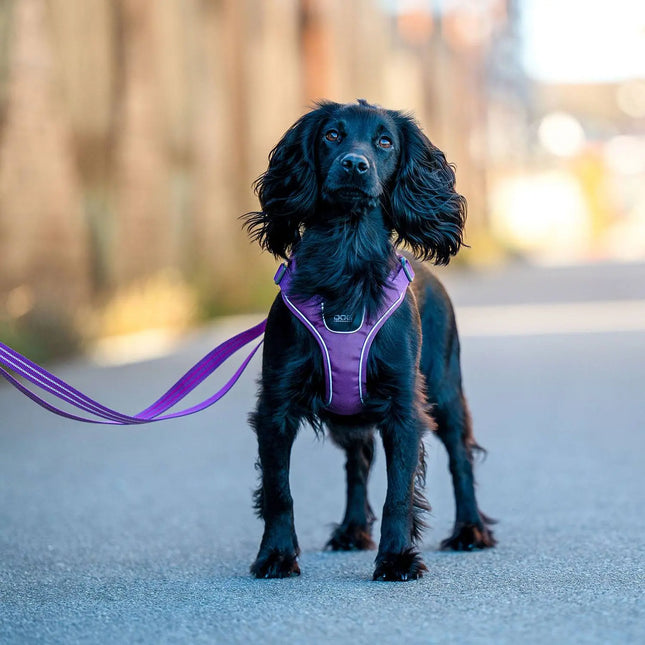 Dog Copenhagen Comfort Walk Go hundesele Purple Passion Dog Copenhagen