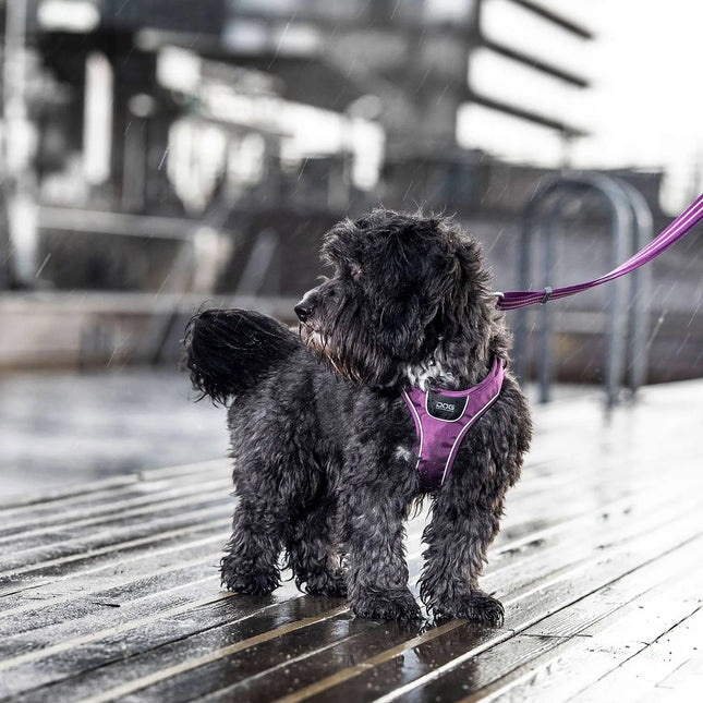 Dog Copenhagen Comfort Walk Go hundesele Purple Passion Dog Copenhagen