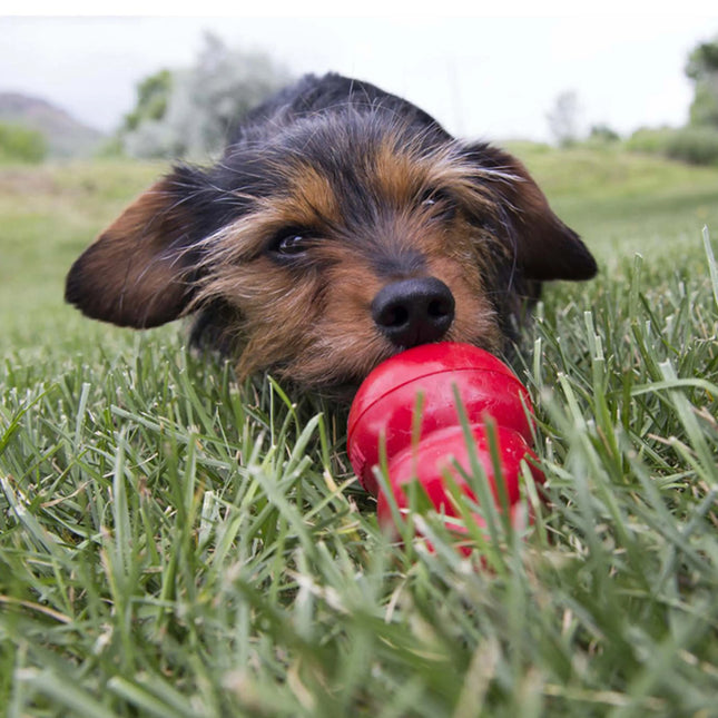 KONG Easy treat med lever KONG