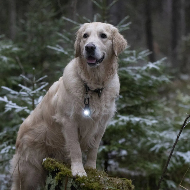 Orbiloc lys til hund, Dog Dual, Dark Orbiloc