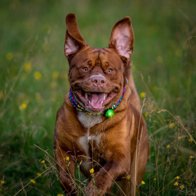 Orbiloc lys til hund, Dog Dual, Grøn Orbiloc