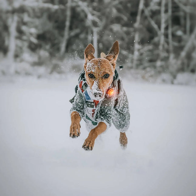 Orbiloc lys til hund, Dog Dual, Gul Orbiloc