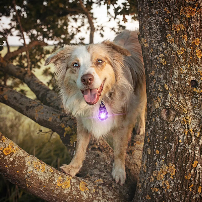 Orbiloc lys til hund, Dog Dual, Lilla Orbiloc