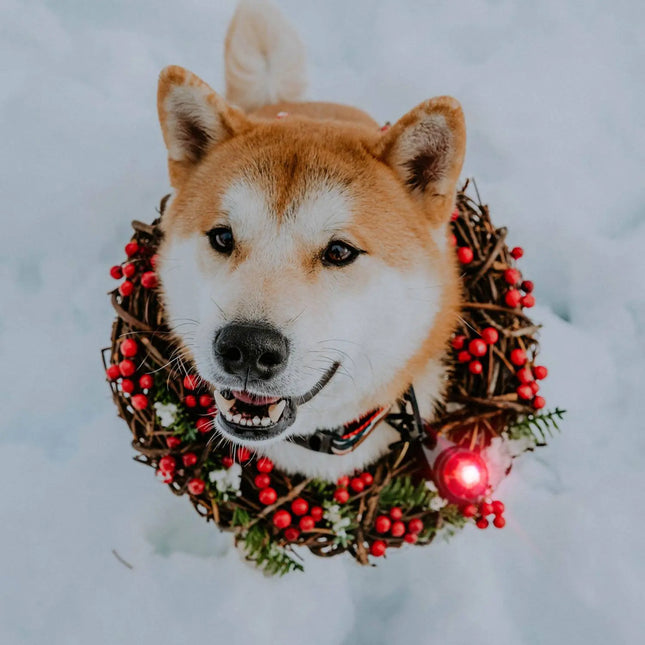 Orbiloc lys til hund, Dog Dual, Rød Orbiloc