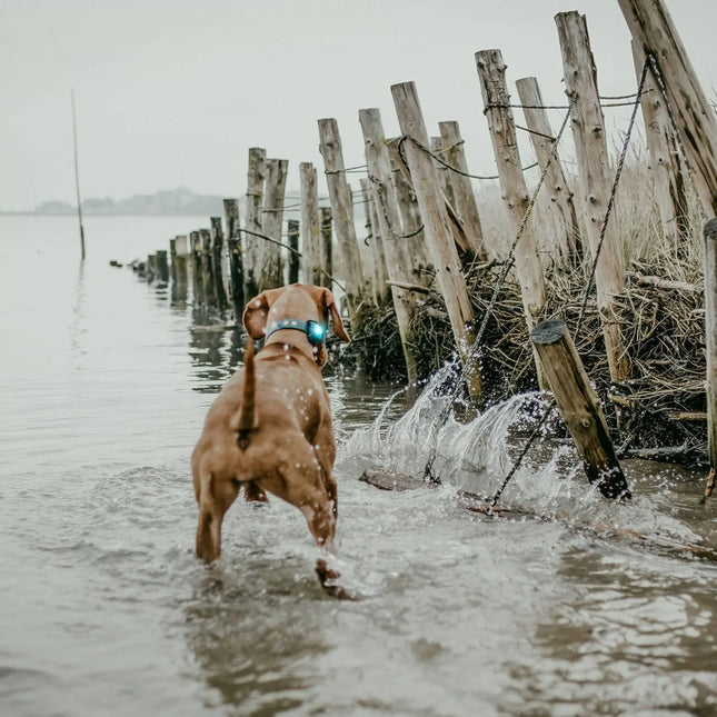 Orbiloc lys til hund, Dog Dual, Turkis Orbiloc