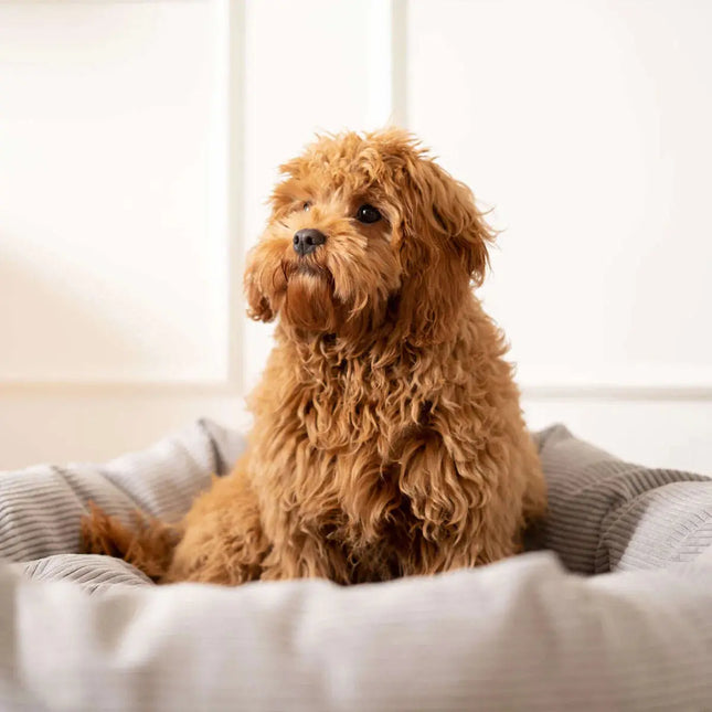 Staey Hundeseng Luna - Mørkegrå Staey